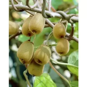 Actinidia deliciosa 'Jenny' 30-40 RP2L Zlevněný